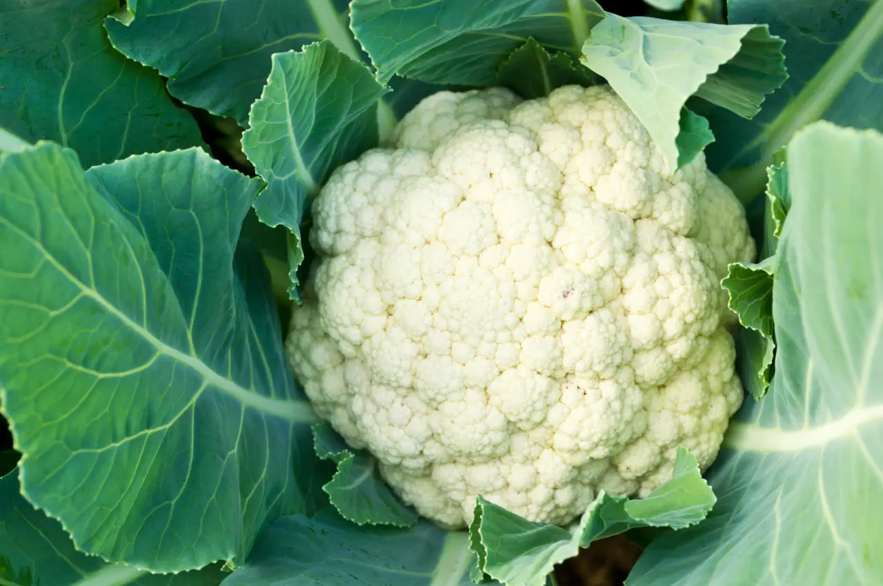 How To Grow Cauliflowers